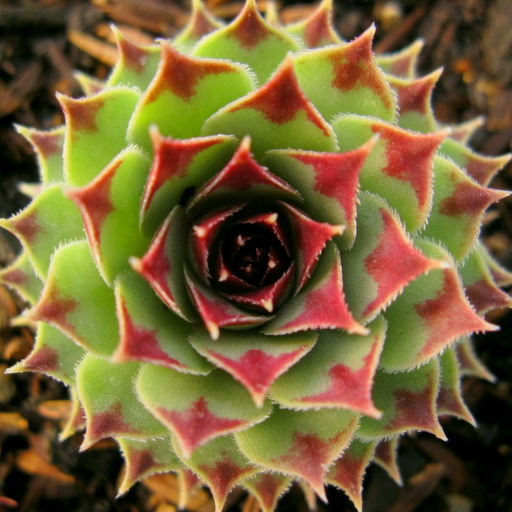 Sempervivum calcareum 'Red Leaf Tip' - Click Image to Close